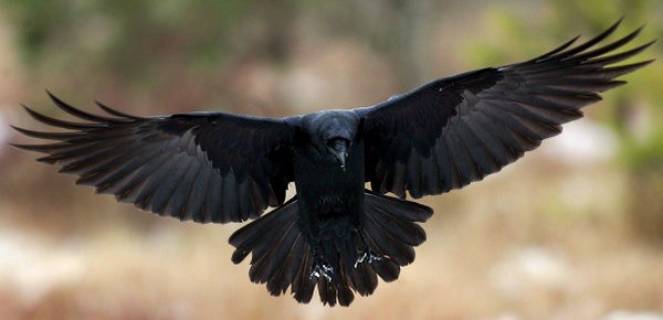 Risultati immagini per uccelli del malaugurio