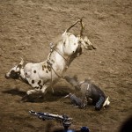 Rodeo USA Cody - La forza di un toro