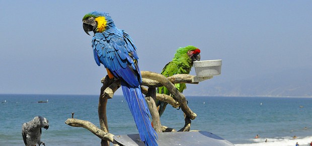 Animali in viaggio pappagalli