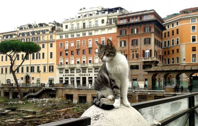posti amanti gatti Roma