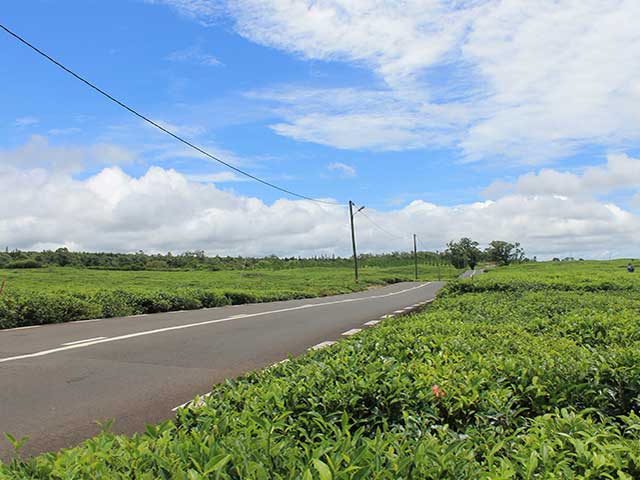 Bois Cheri Mauritius