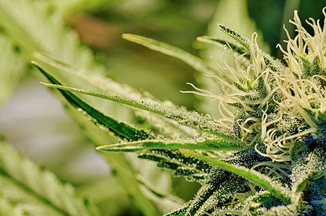 Il Ddl sulla legalizzazione della cannabis spiegato in 8 punti