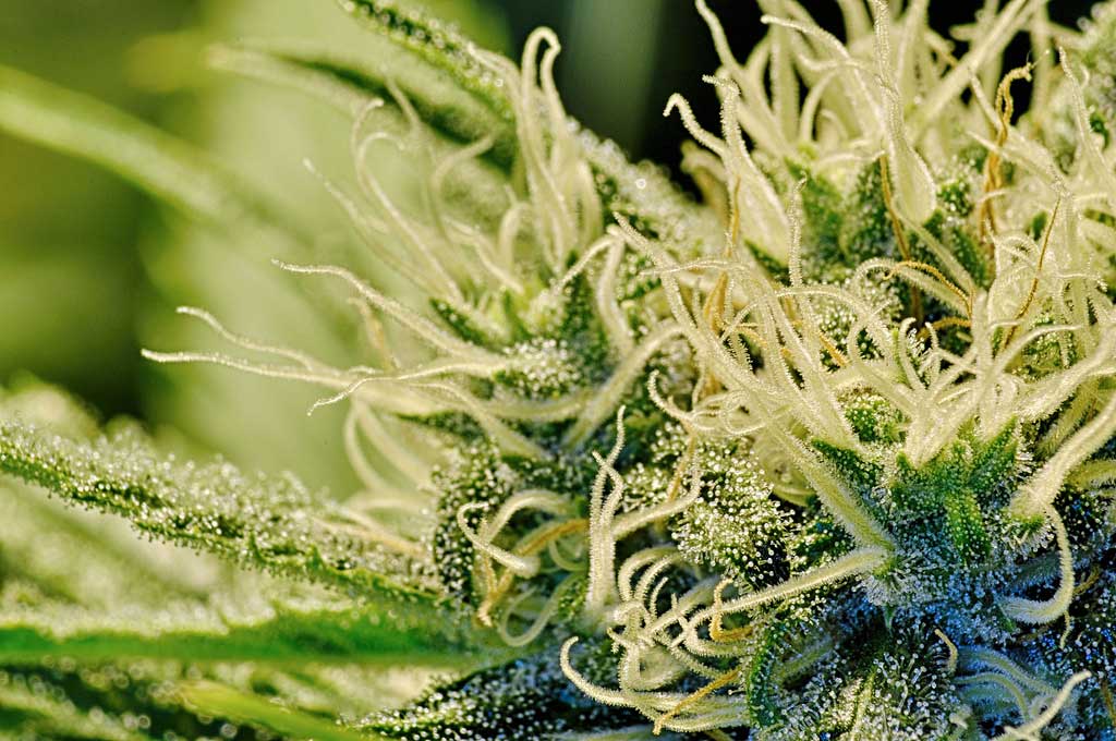 Effetti del No: a rischio diversi provvedimenti tra cui la legalizzazione della cannabis