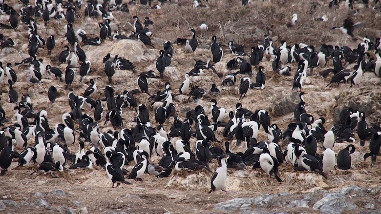 pinguini ushuaia